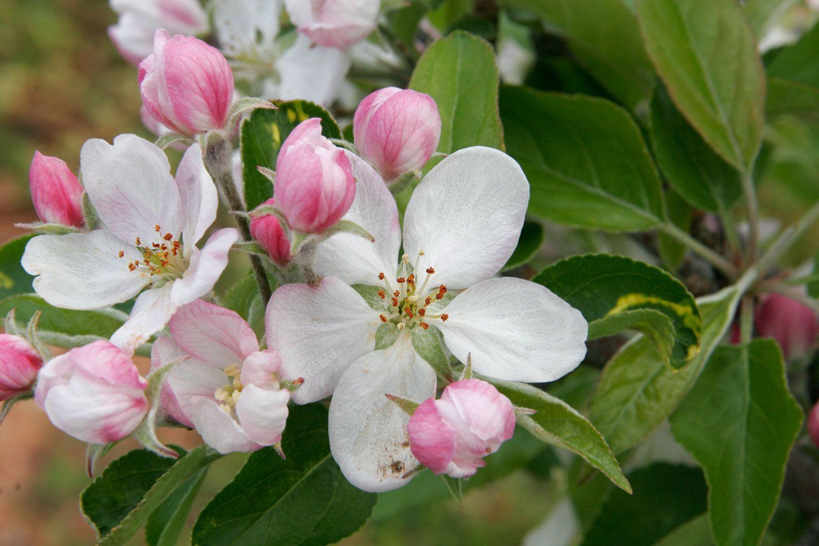 Apple Blossom Wallpapers - Wallpaper Cave