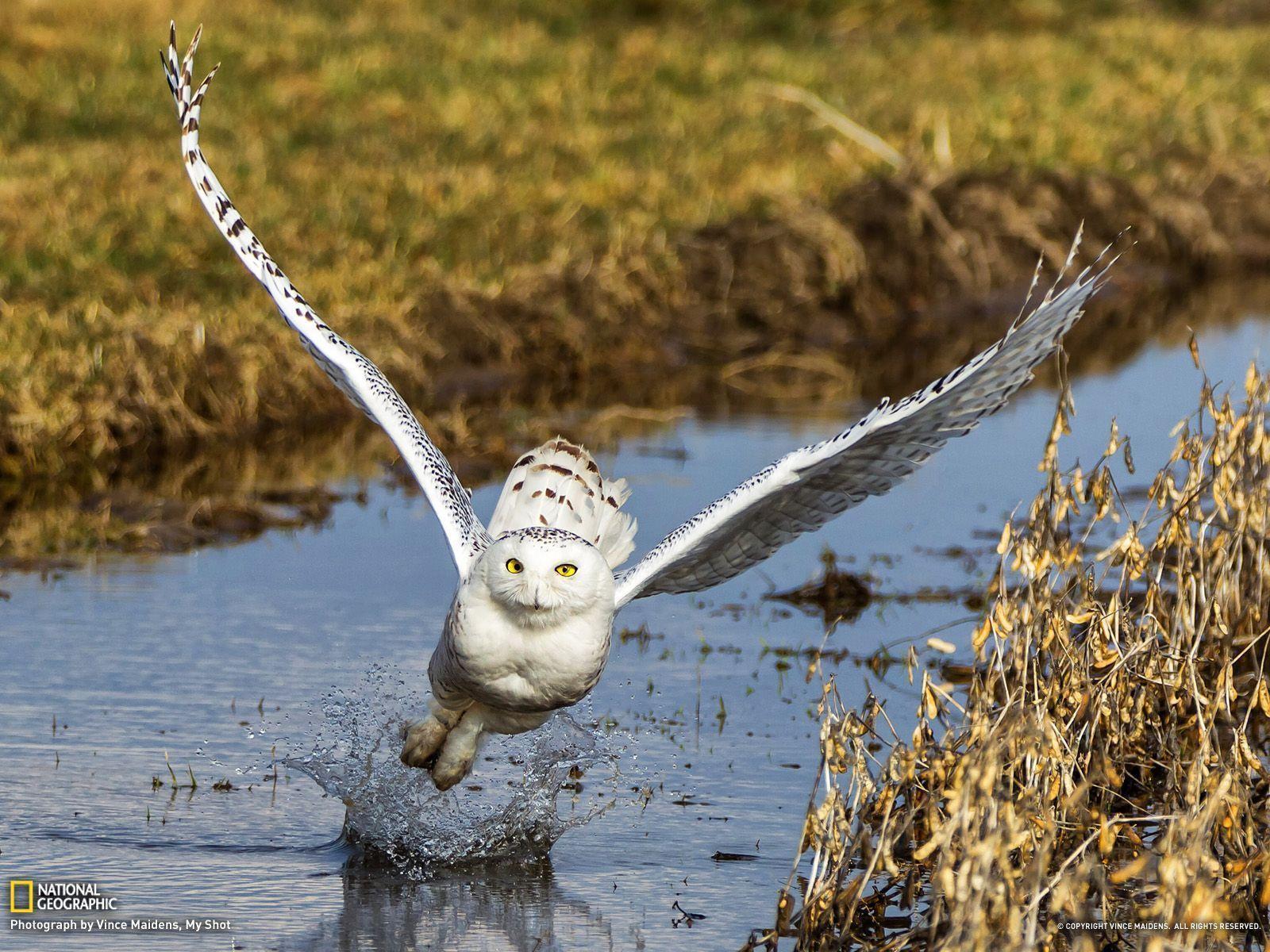 Snowy Owl Picture - Animal Wallpaper - National Geographic Photo