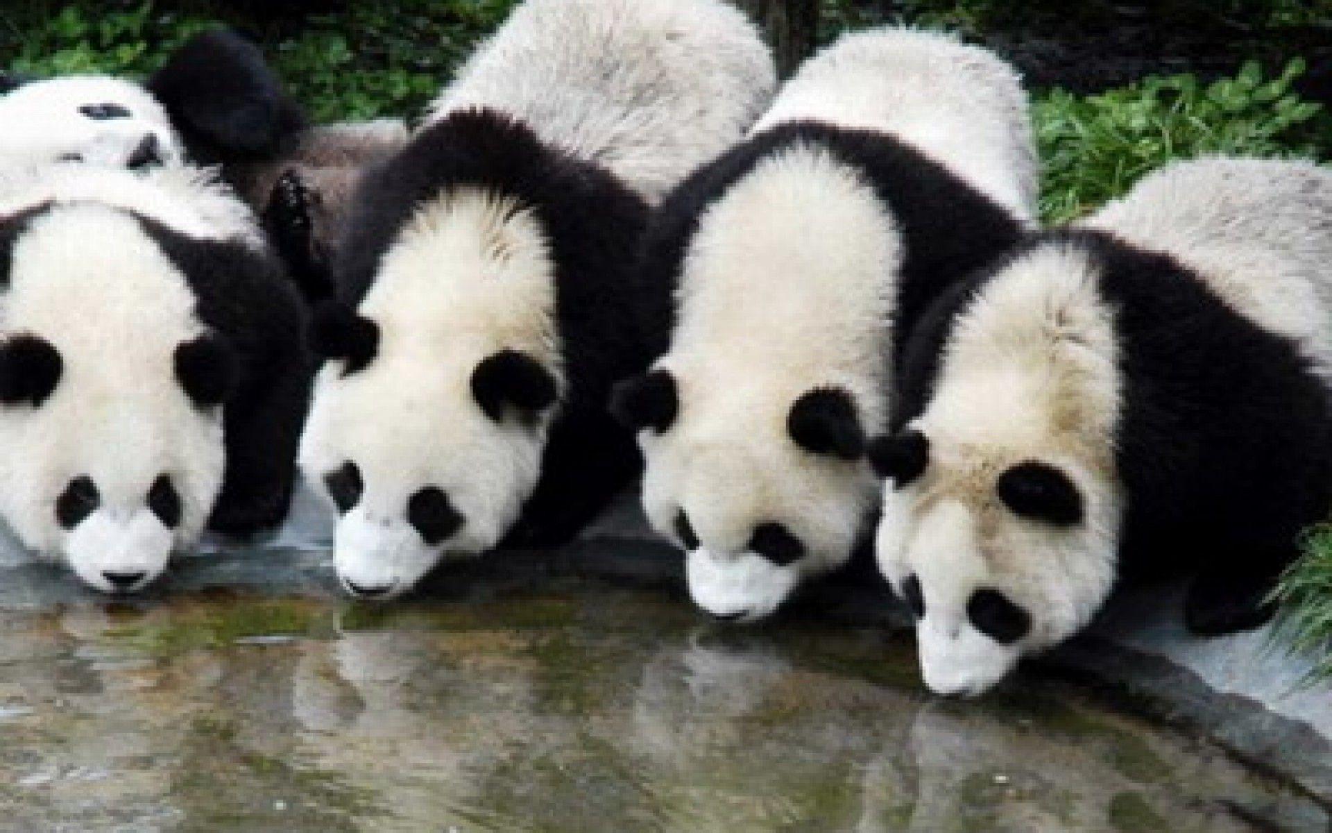 baby panda brothers picture