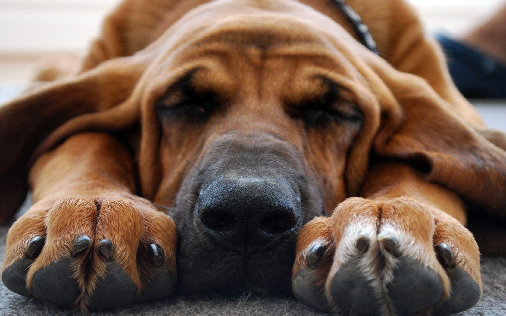 Bloodhound sleeping Widescreen Wallpaper - #