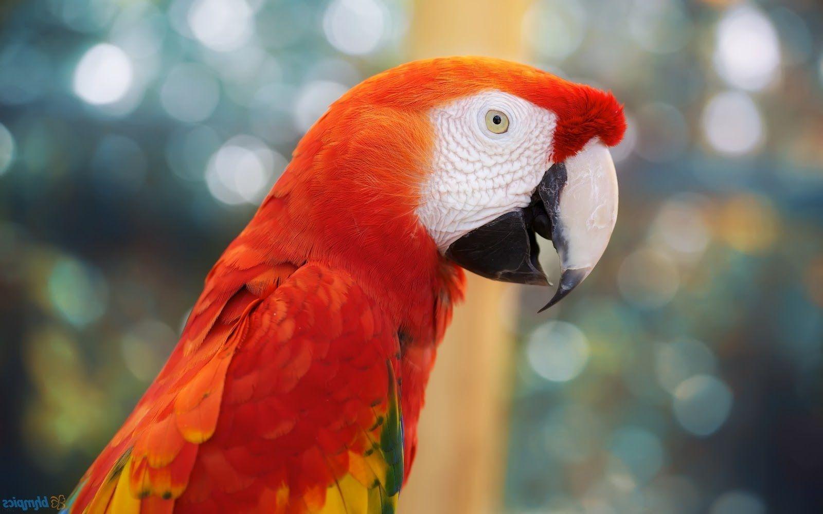 free wallpaper laptop