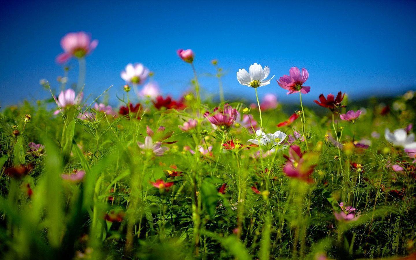 Flower field summer Wallpaper