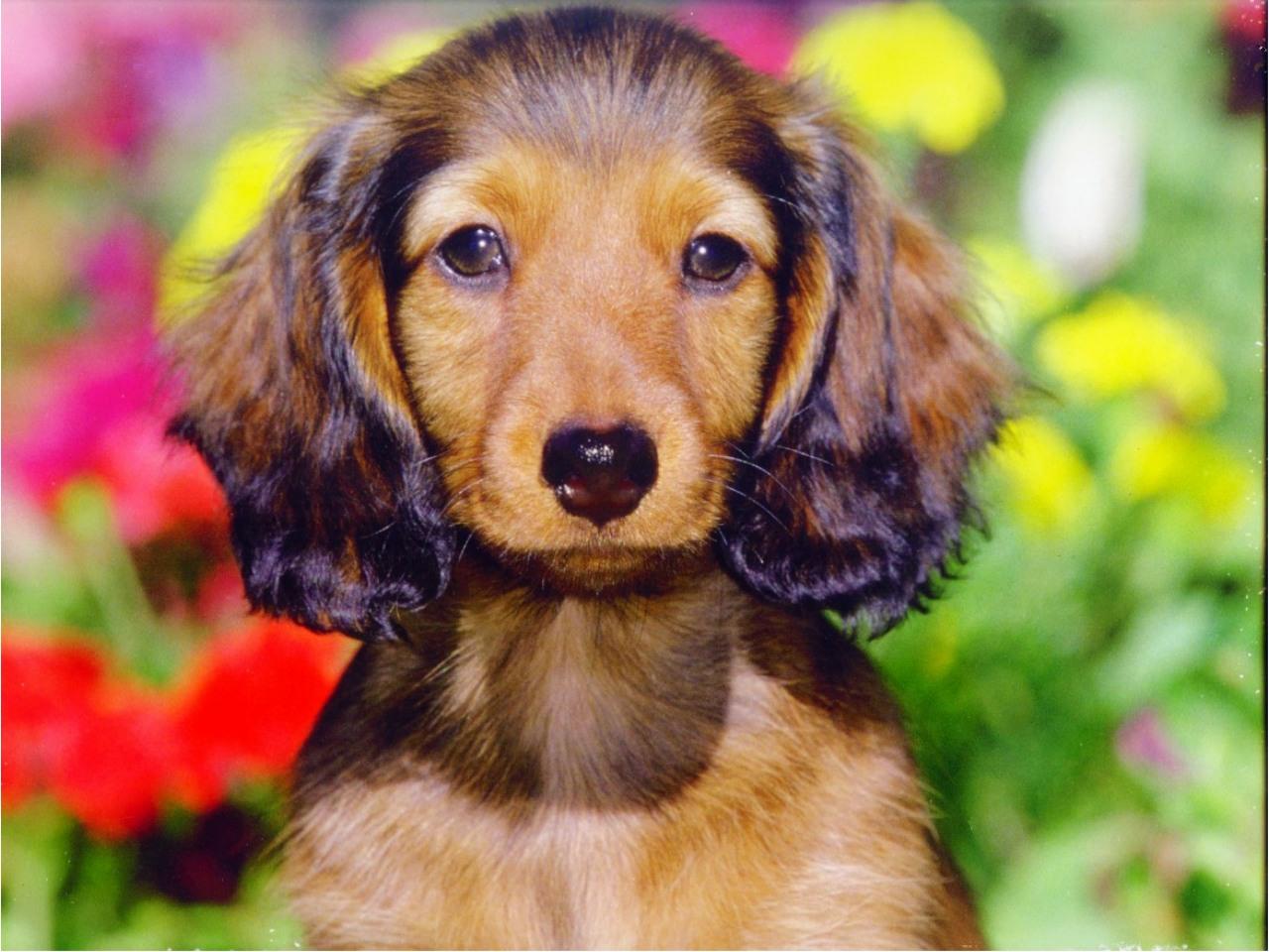 Royal dachshund dog free desktop background wallpaper image