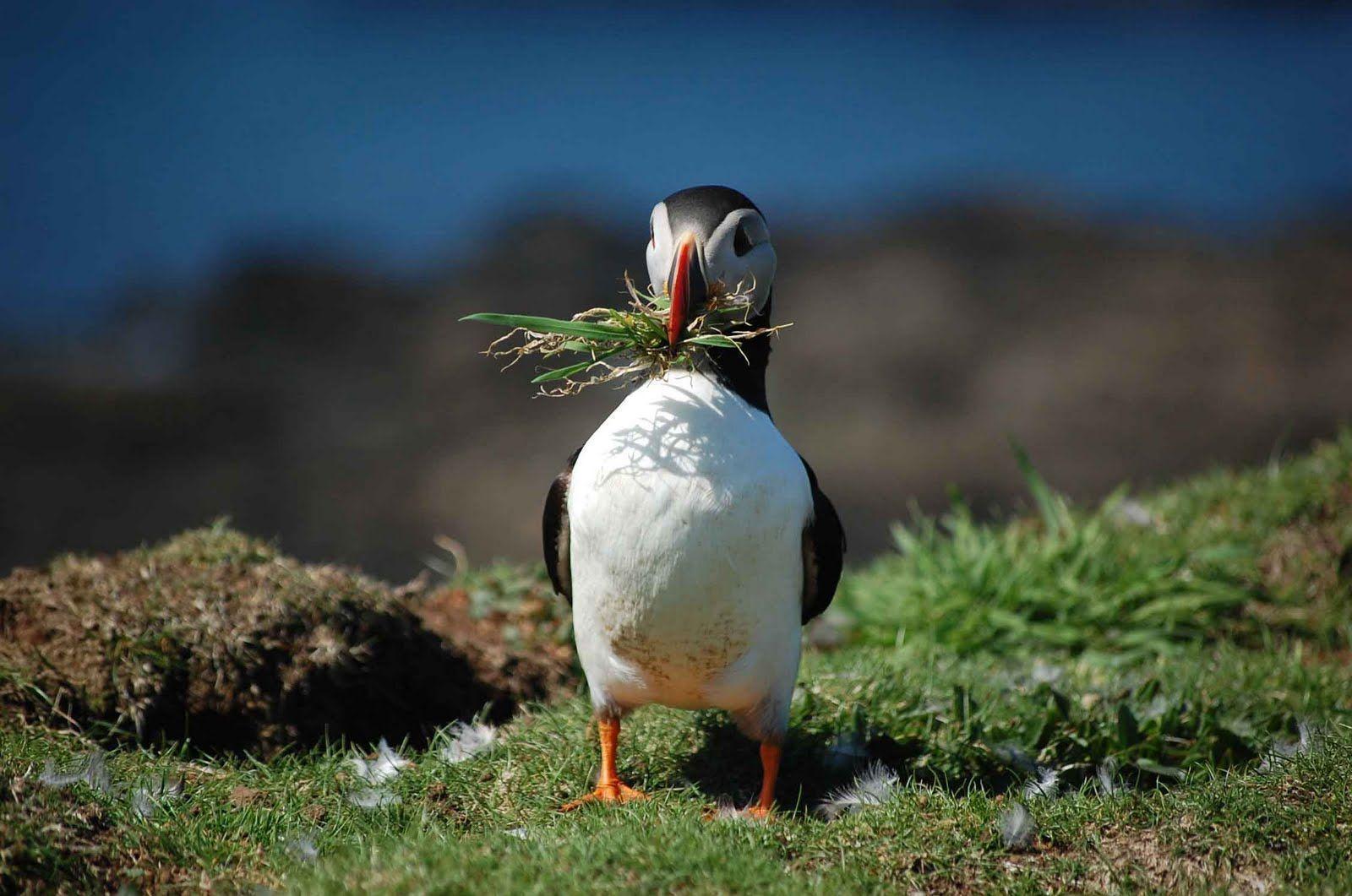 Krystina Dizayas Blog: puffin picture