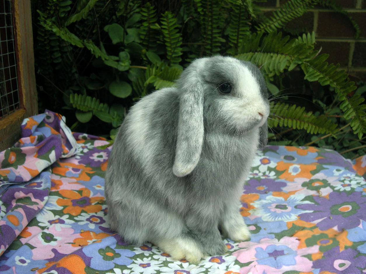 Free wallpaper Magpie Harelequin bunny rabbit