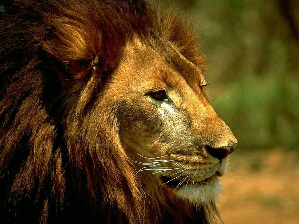 Resting lions Animal Wallpaper, Free Widescreen HD wallpaper