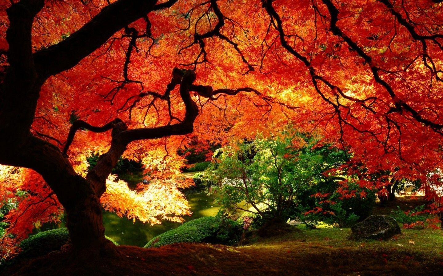 Fall Wallpaper Autumn Autumn Wallpaper Background, Beautiful Picture Of  Fall Season, Fall, Season Background Image And Wallpaper for Free Download