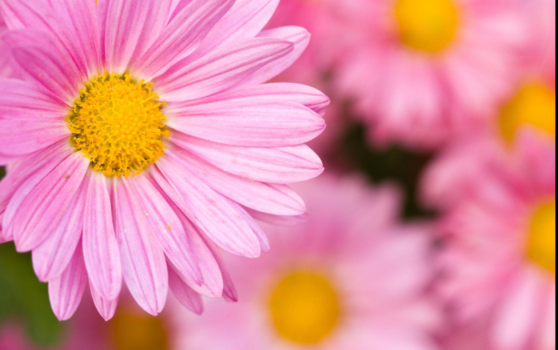 Pix For > Pink Daisies Wallpaper