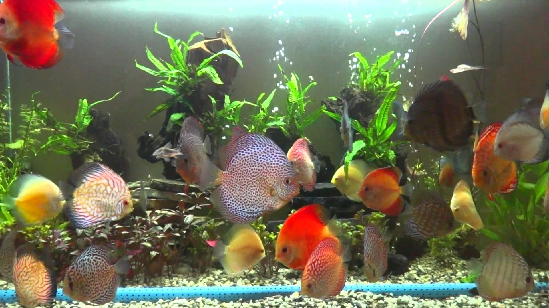image For > Different Types Of Discus Fish