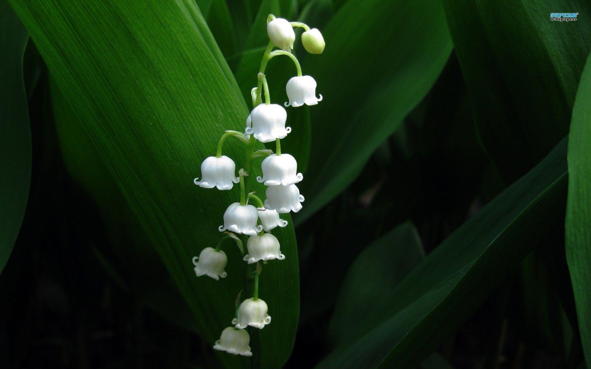 Lily Of The Valley 12015 1920x