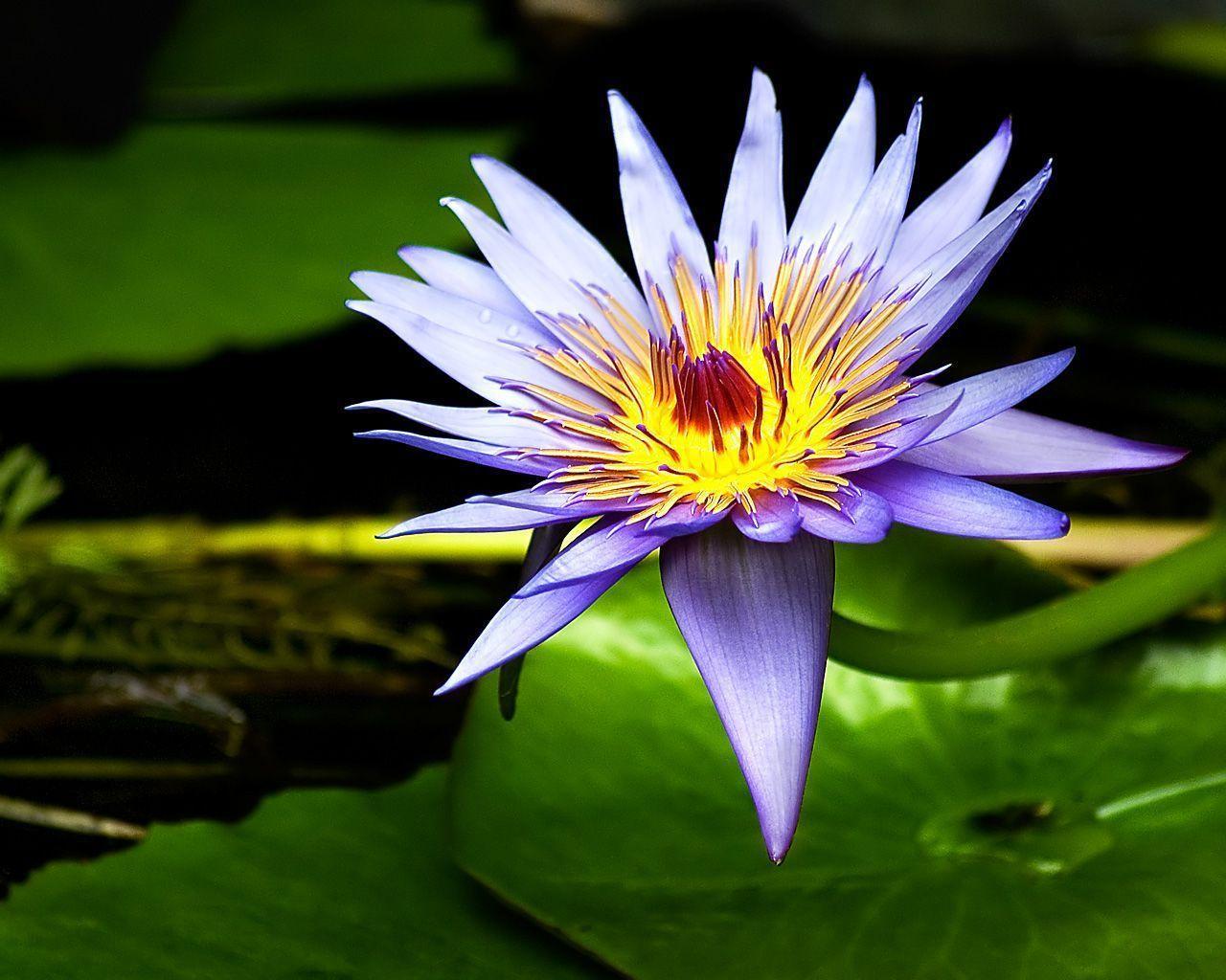 HD Water Flower Image Desktop Wallpaper
