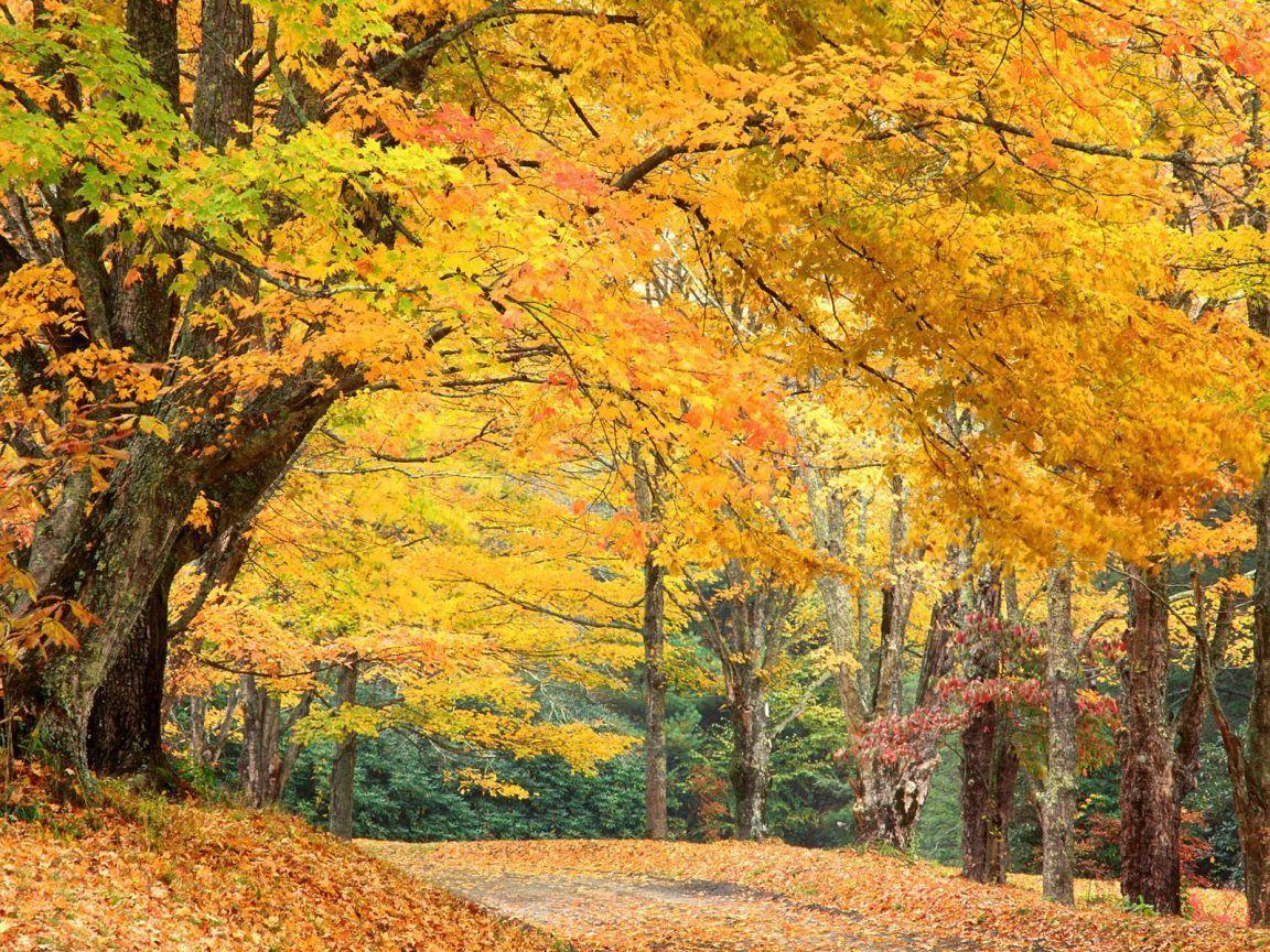 Yellow Orange Fall Foliage Widescreen Wallpaper. Wide