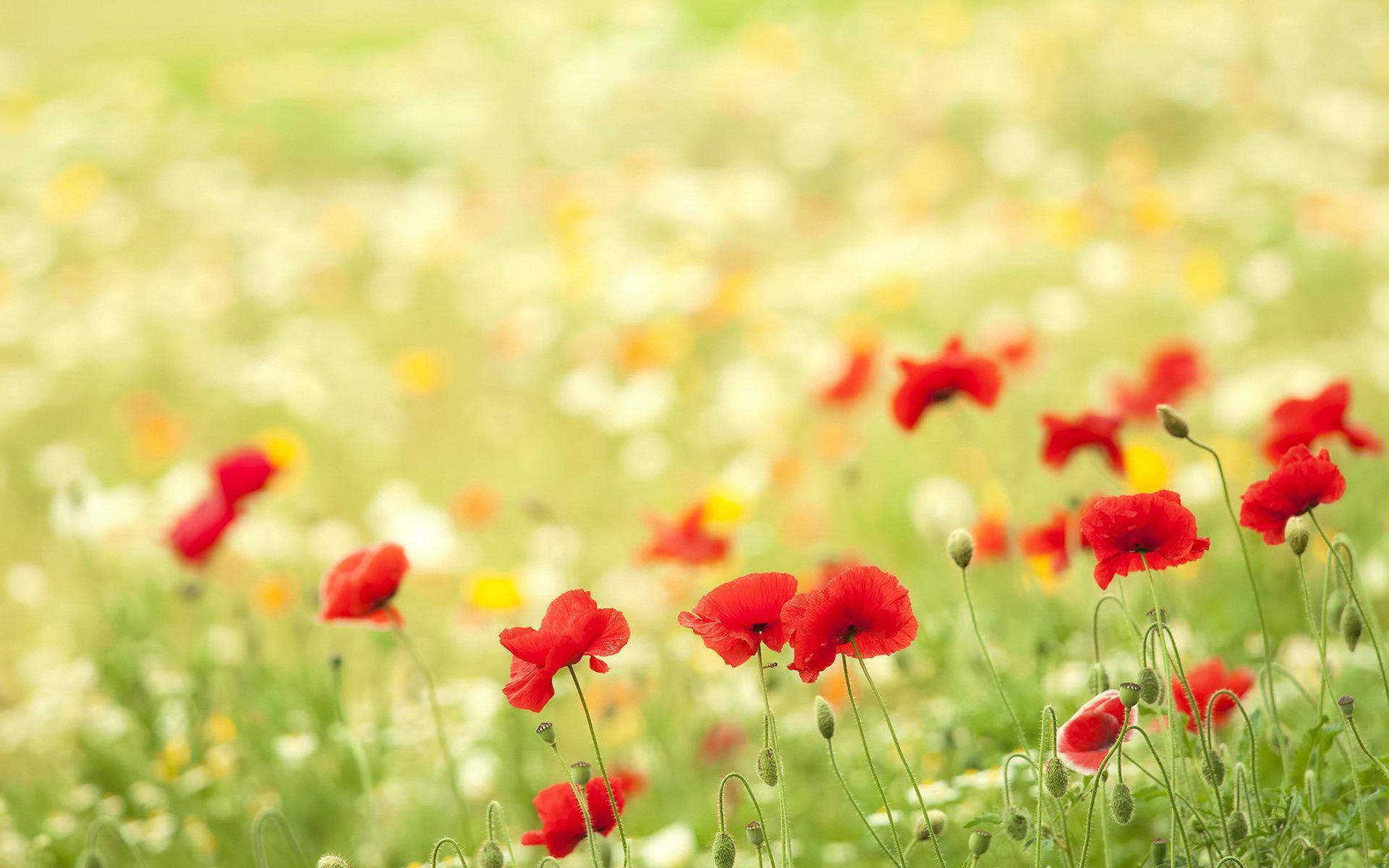 Fresh Super Of High Definition Desktop Wallpaper 1920x1200 HD