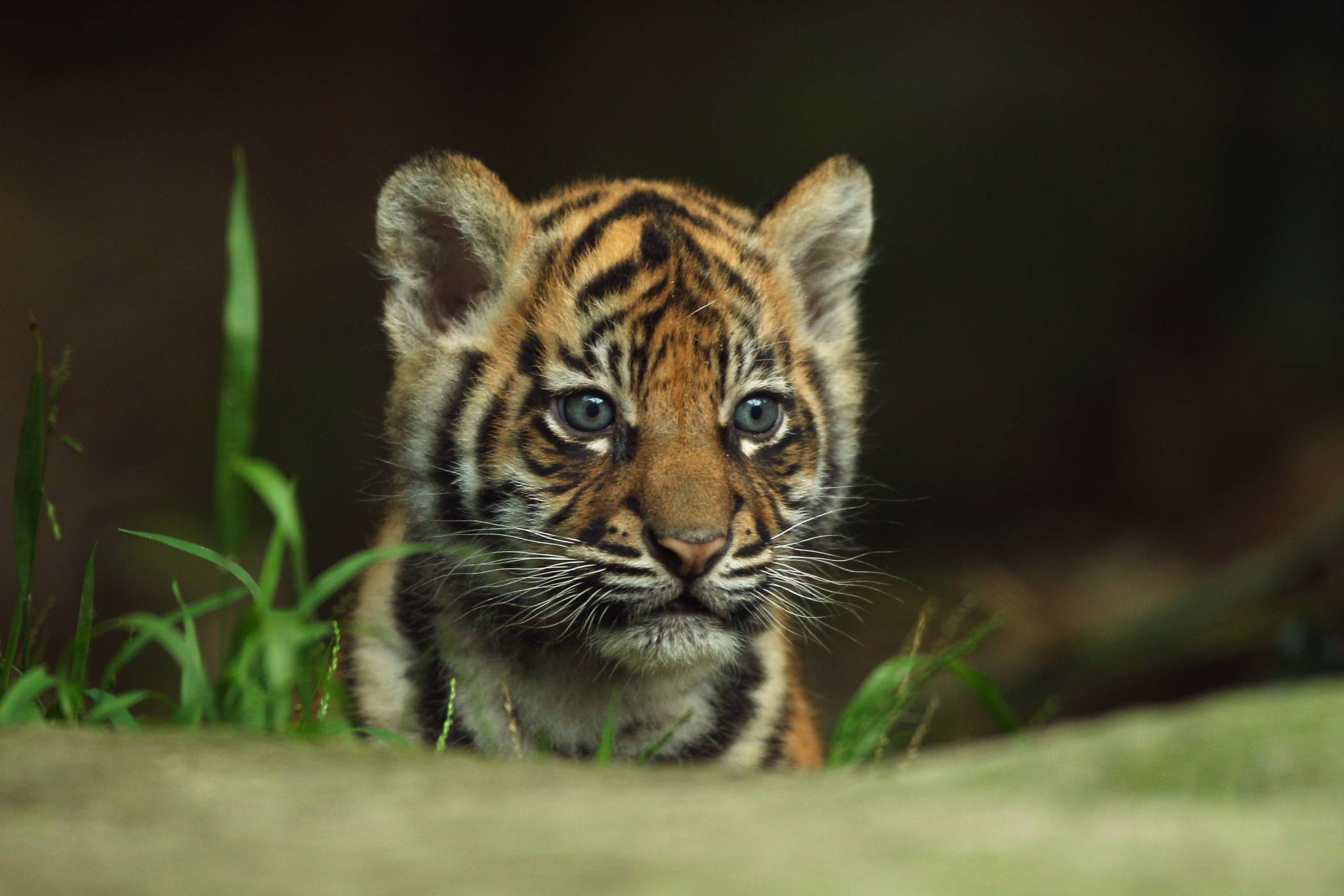Animals For > Cute Tiger Wallpaper