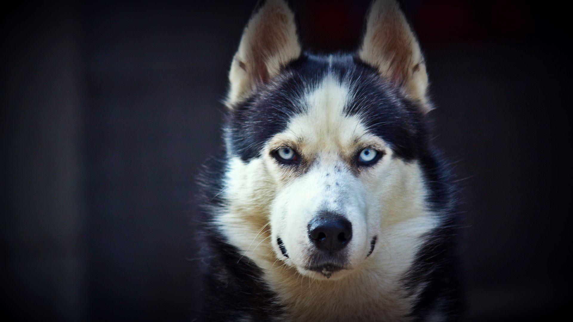 Siberian Husky  Wallpapers  Wallpaper  Cave