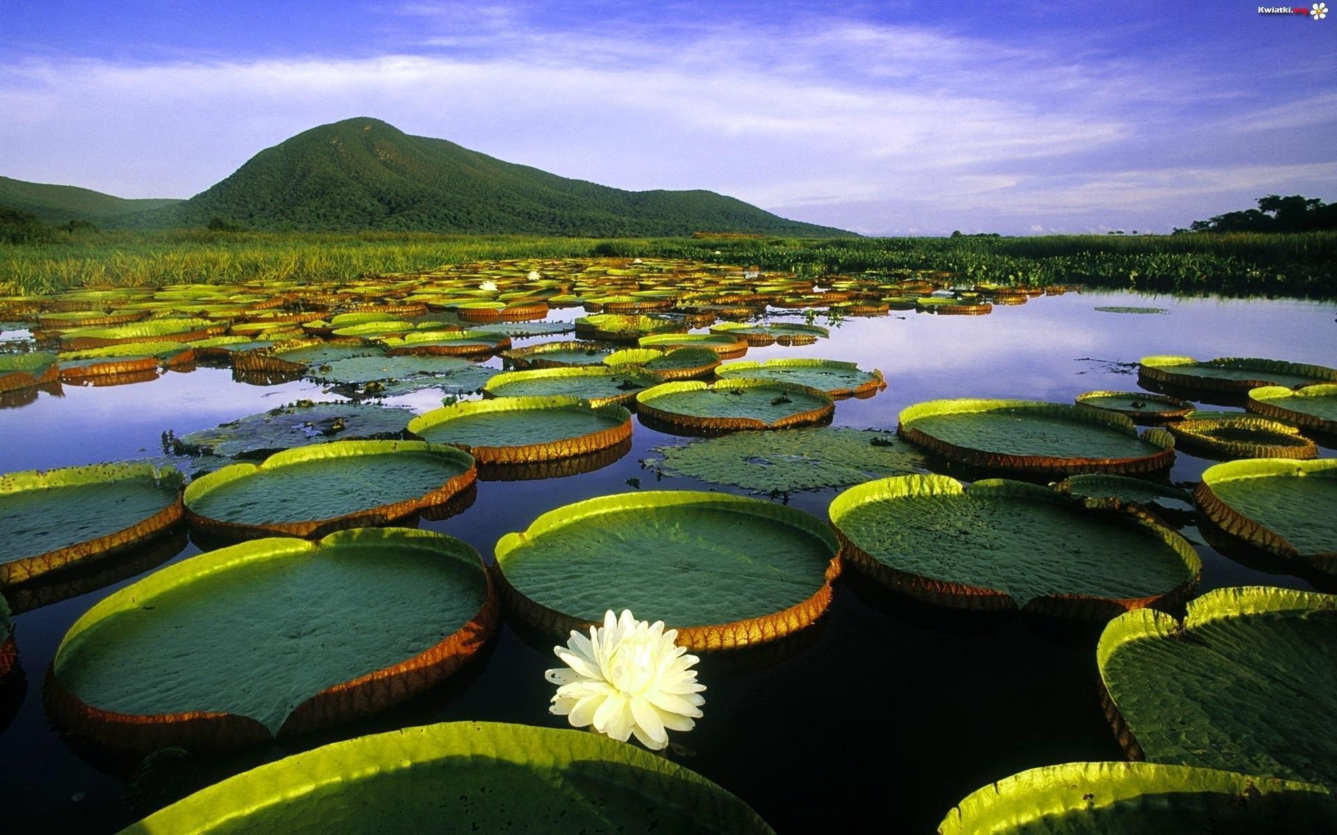 HD Water Lily Pond Wallpaper