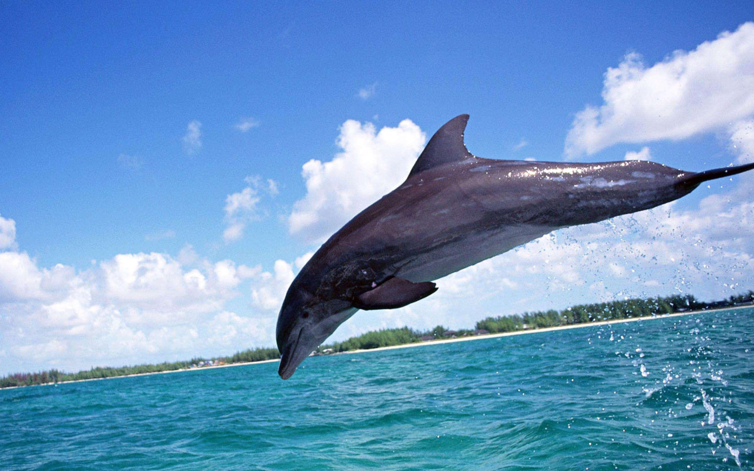 Free HD dolphin jump desktop background free desktop background