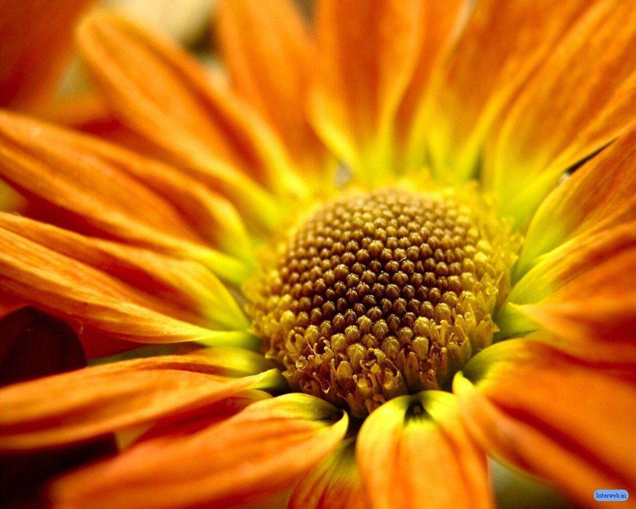 desktop wallpaper image nature