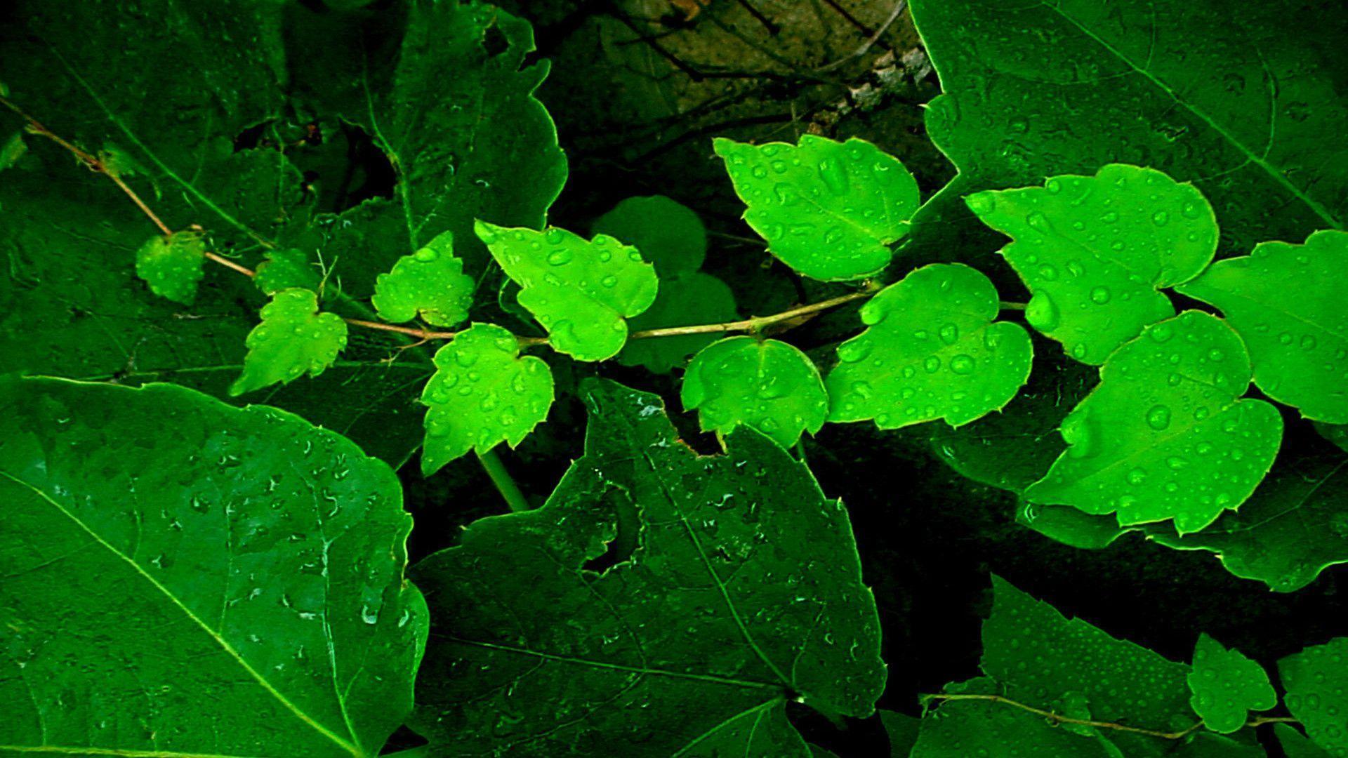 HD Forest Ivy Wallpaper