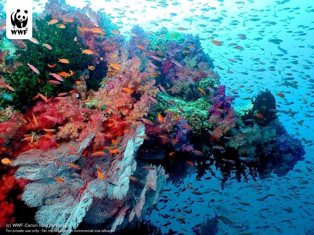coral reef australia wallpaper Search Engine