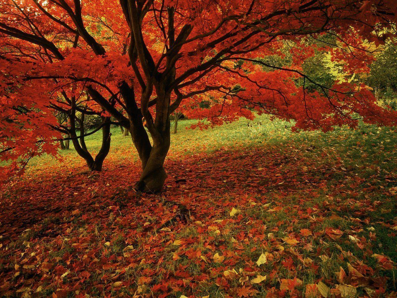 free fall wallpapers for desktop autumn leaves