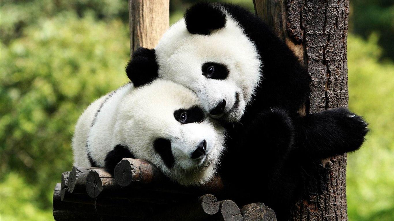 Playful Pandas Wild Animal HD Wallpaper Wallpaper