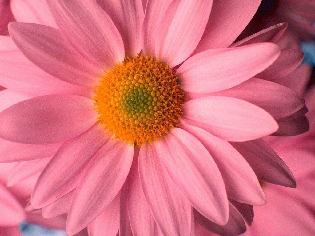 Wallpaper For > Pink Daisy Background