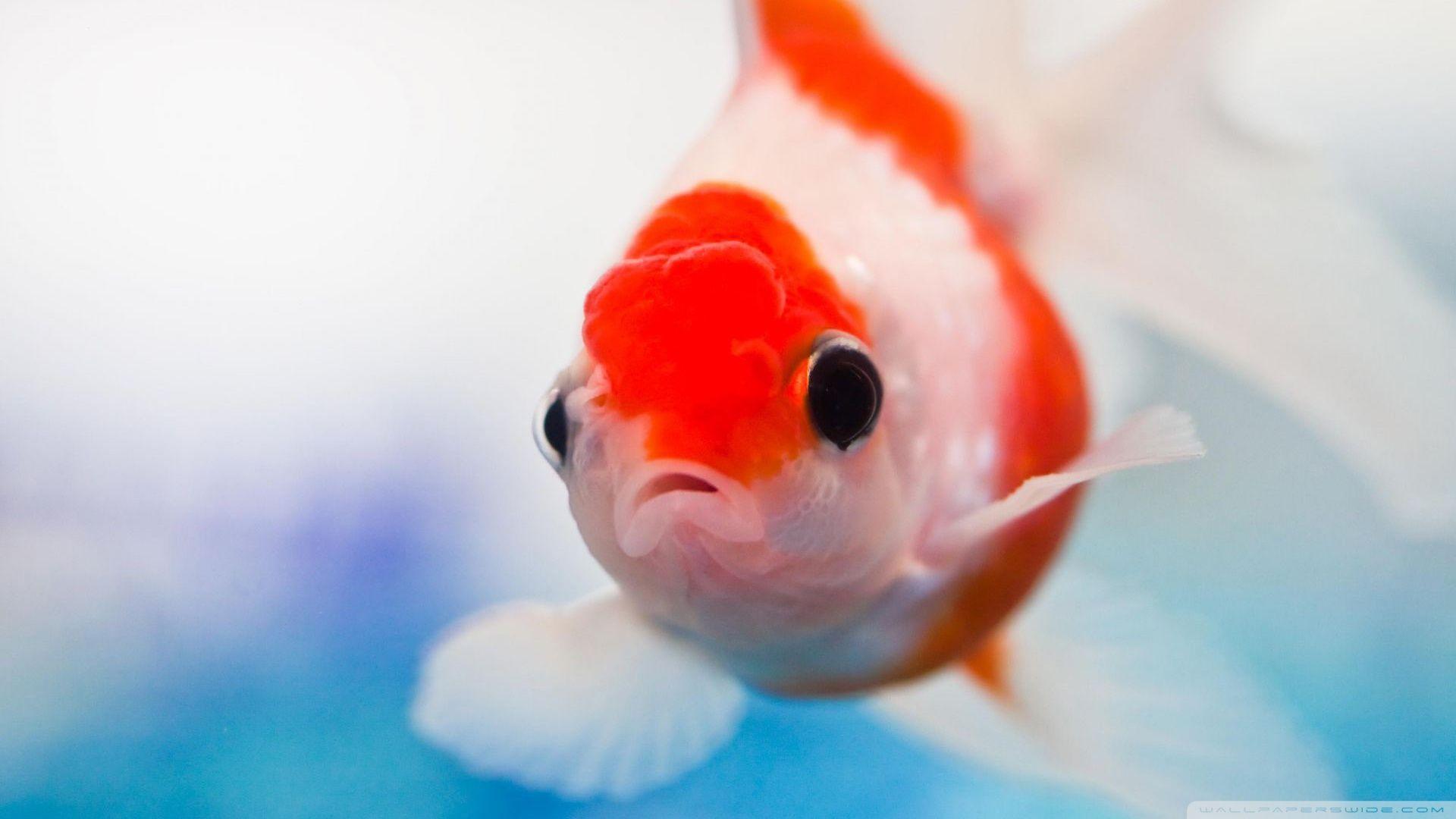 Funny Goldfish Picture Wallpaper