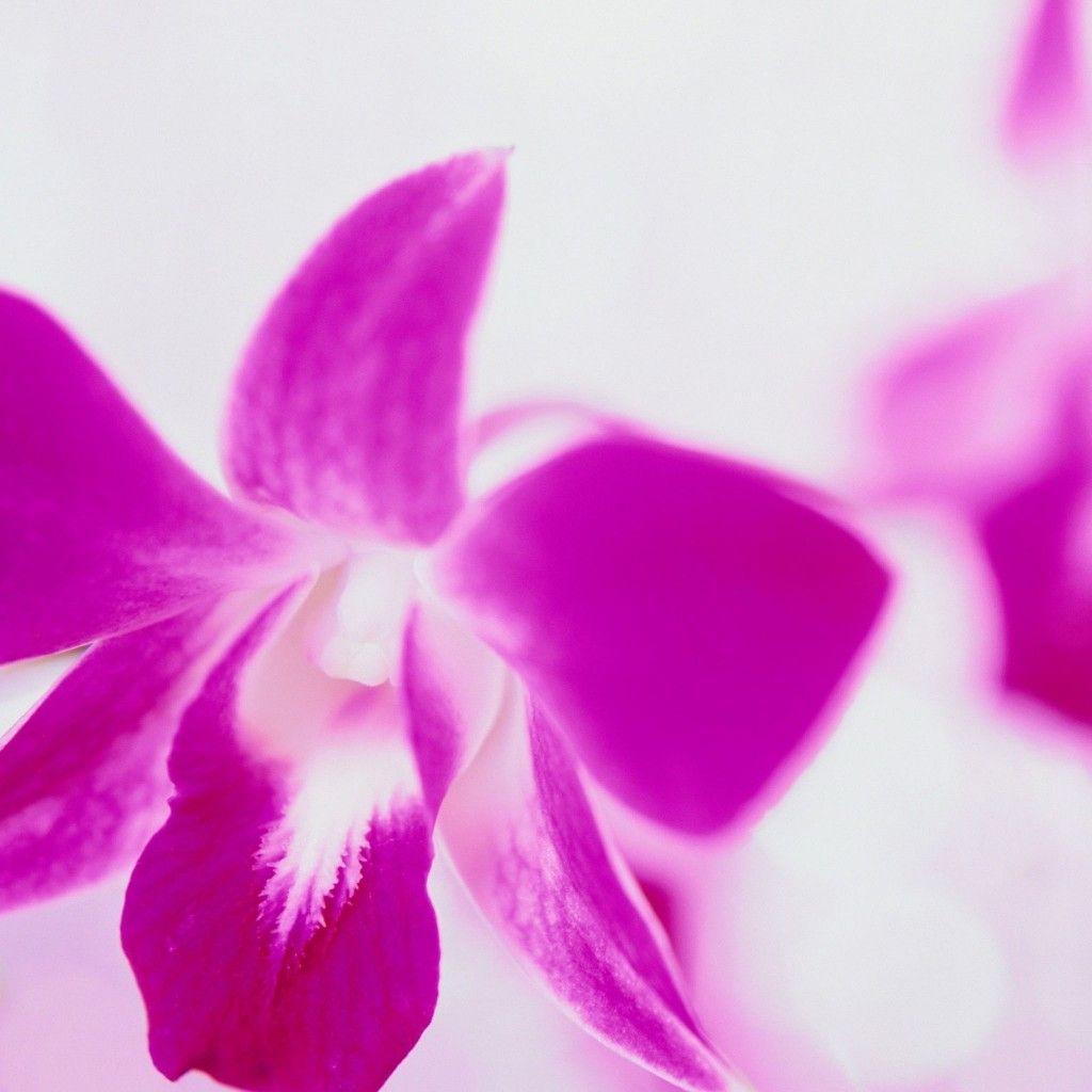 Purple Flower White Background Background 1 HD Wallpaper