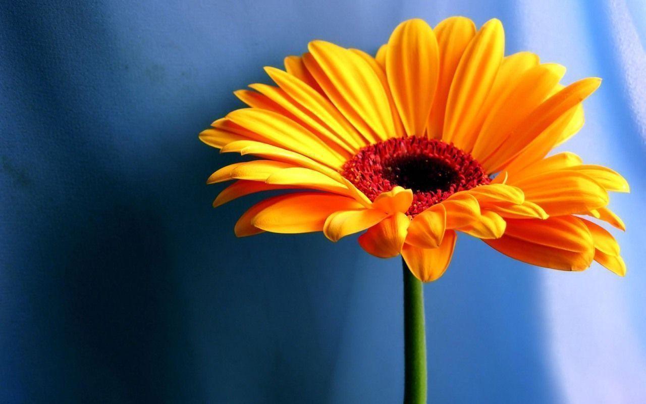 Flowers For > Sunflower Wallpaper