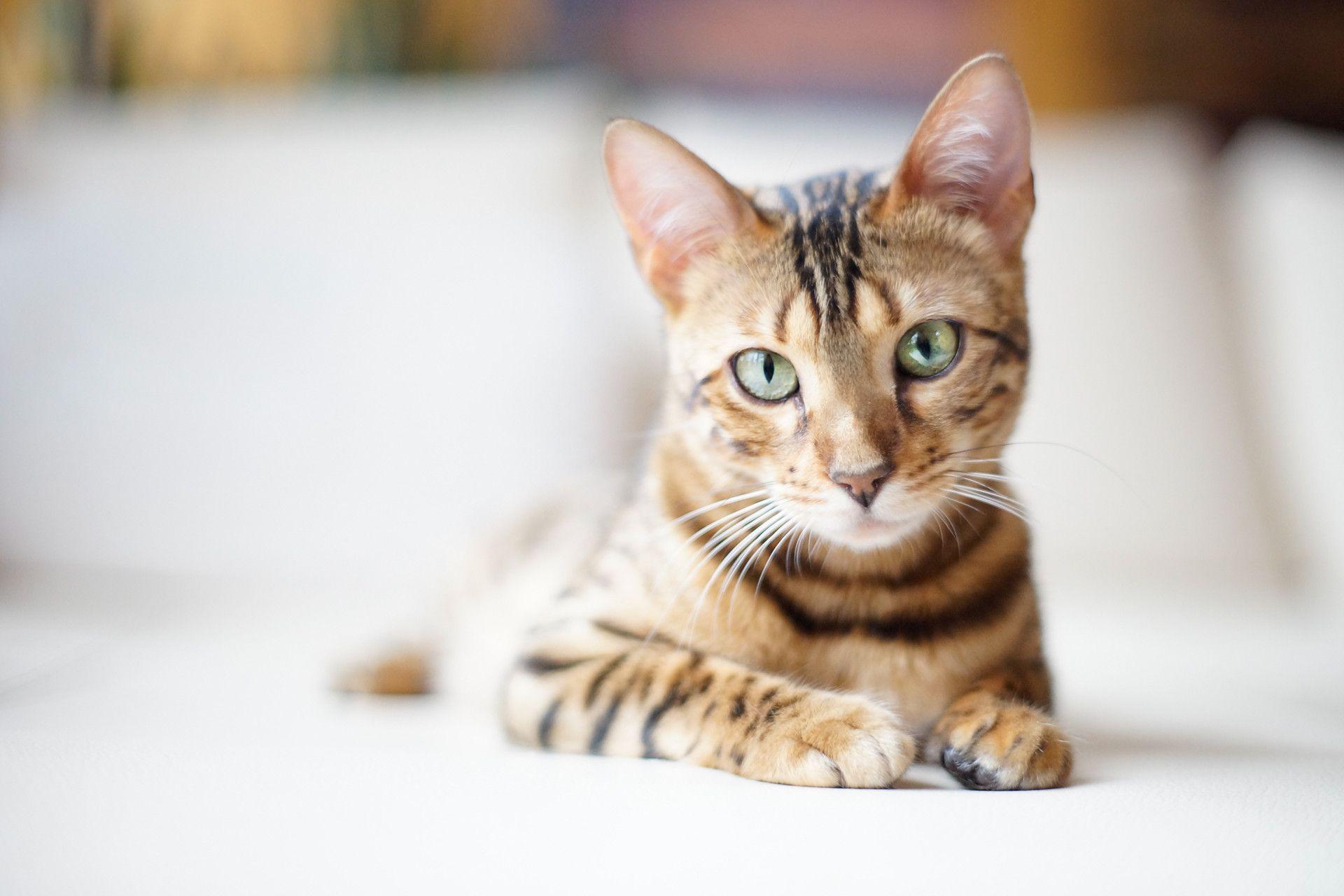 Beautiful Bengal cat on a light background wallpaper and image