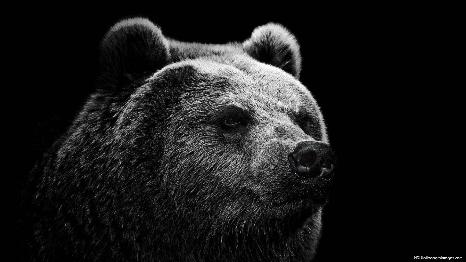 Black Bear White Background