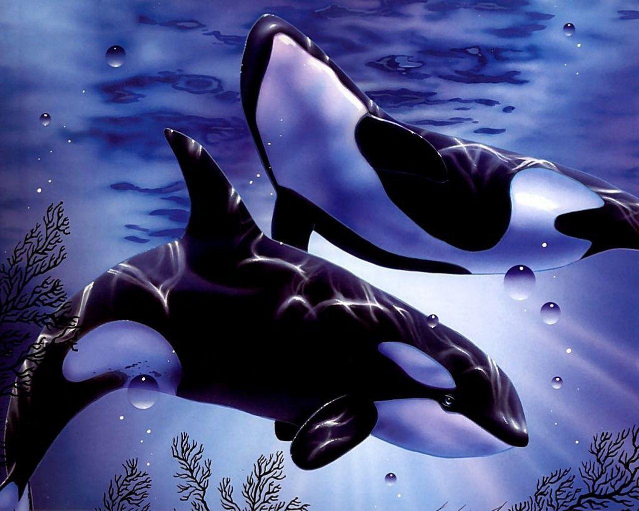 Wallpapers For > Killer Whale Jumping Wallpapers