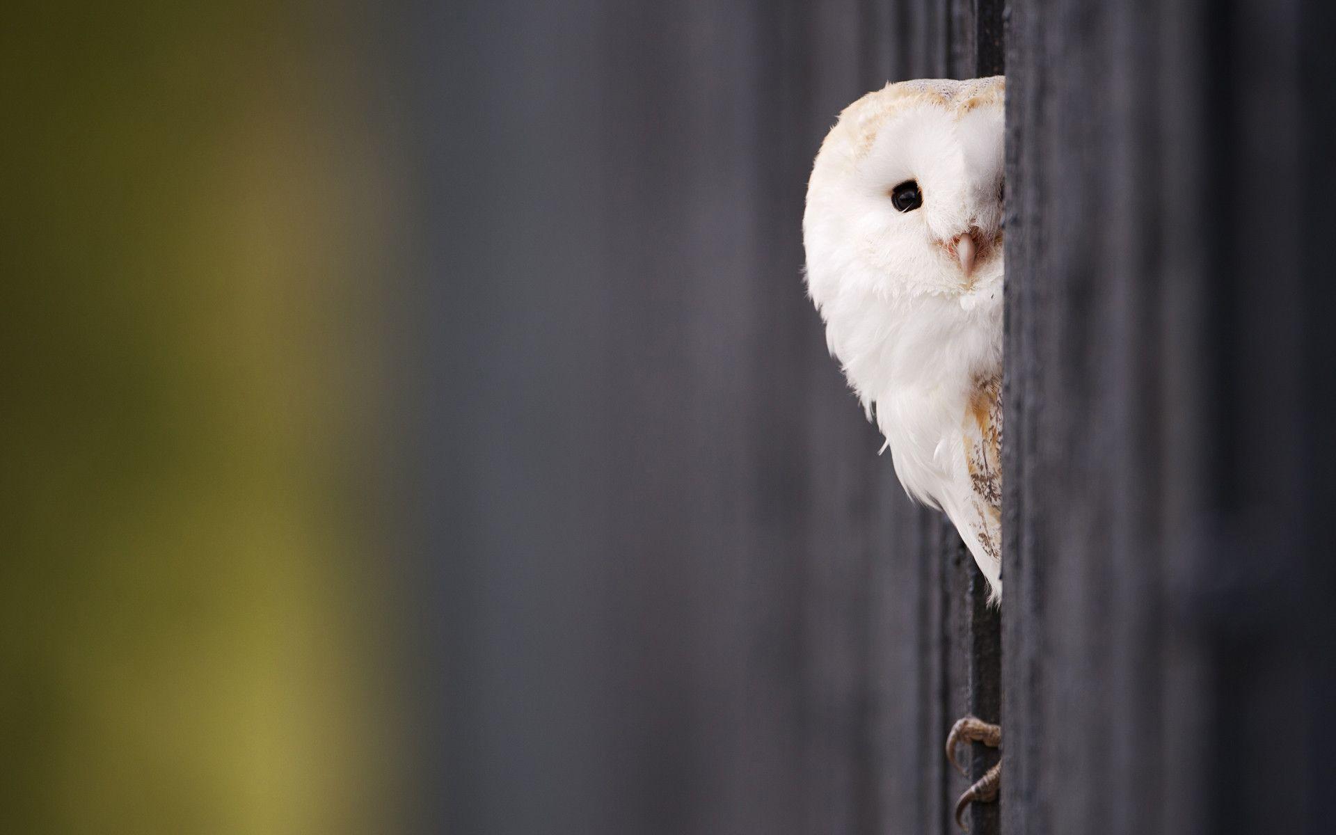 Daily Wallpaper: Young Barn Owl. I Like To Waste My Time