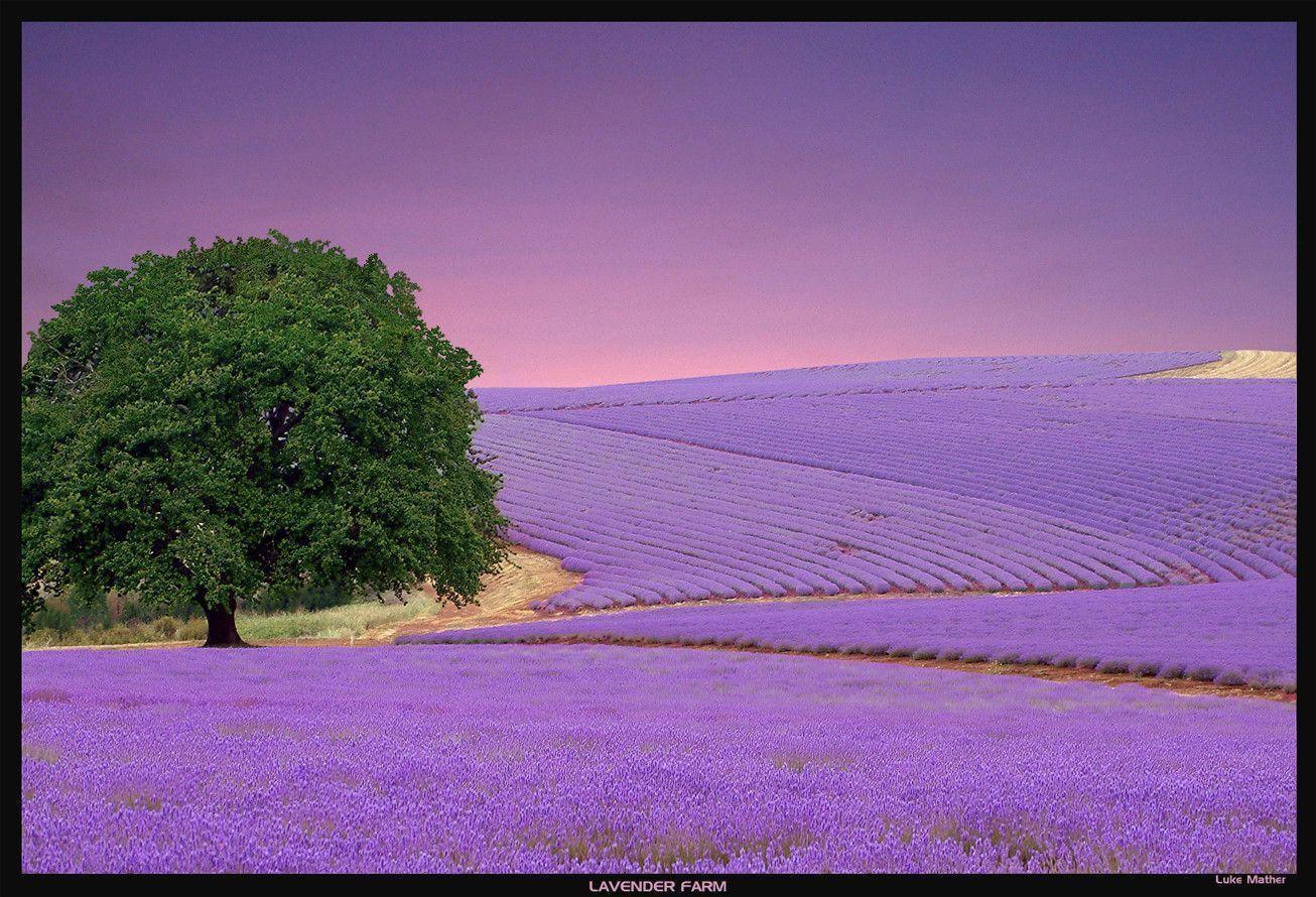 Lavender Color Wallpaper, wallpaper, Lavender Color Wallpaper HD