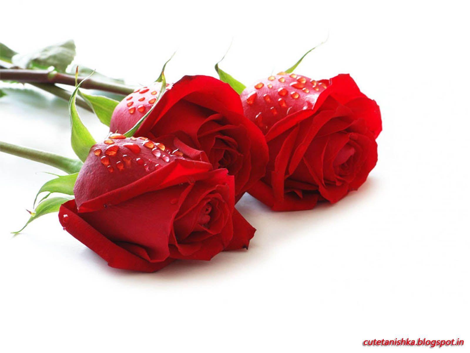 Cute Tanishka: Rose Wallpaper For Valentine&;s Day. HD Red Rose