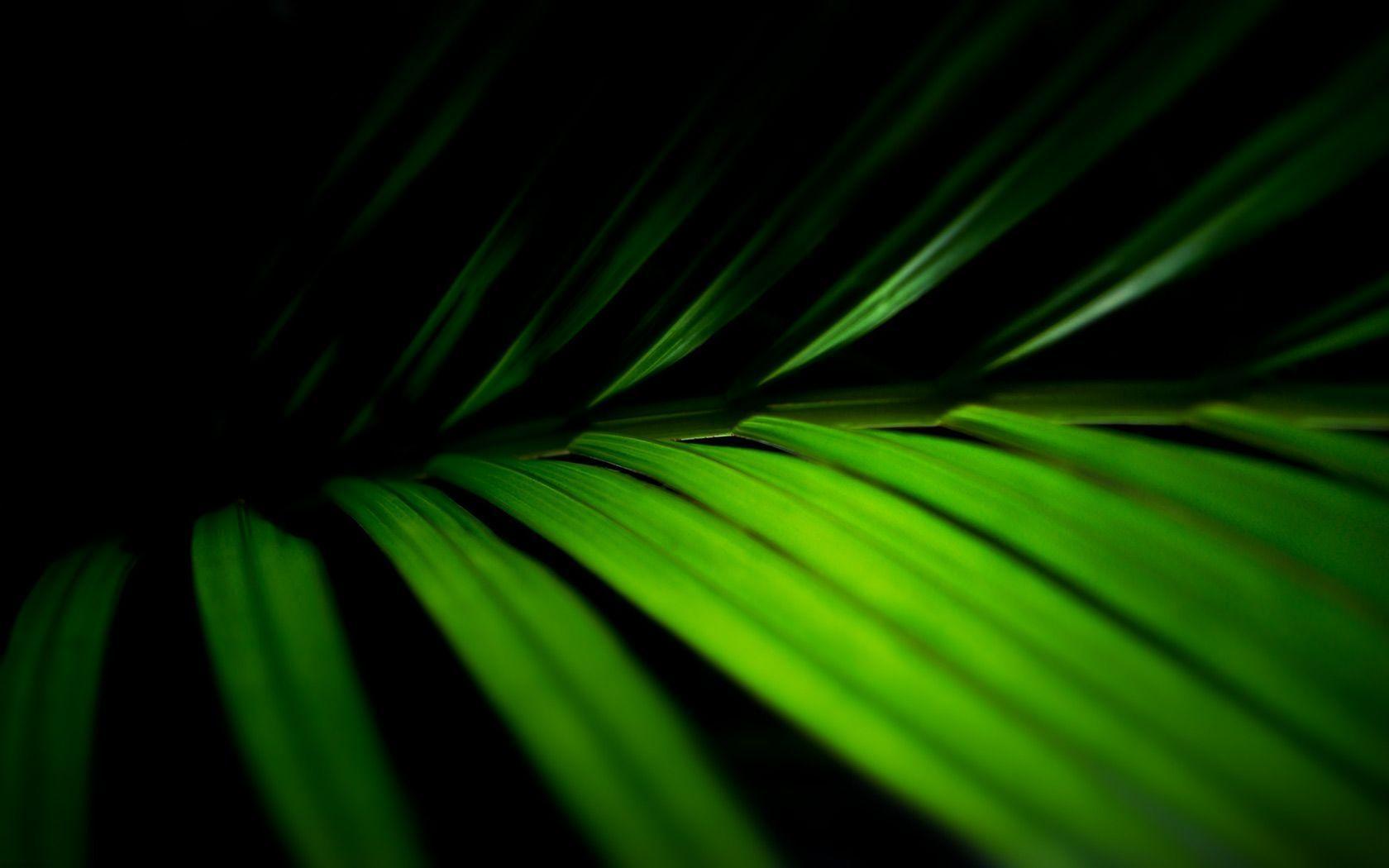 Desktop background // Computers // Windows Vista // Palm fronds