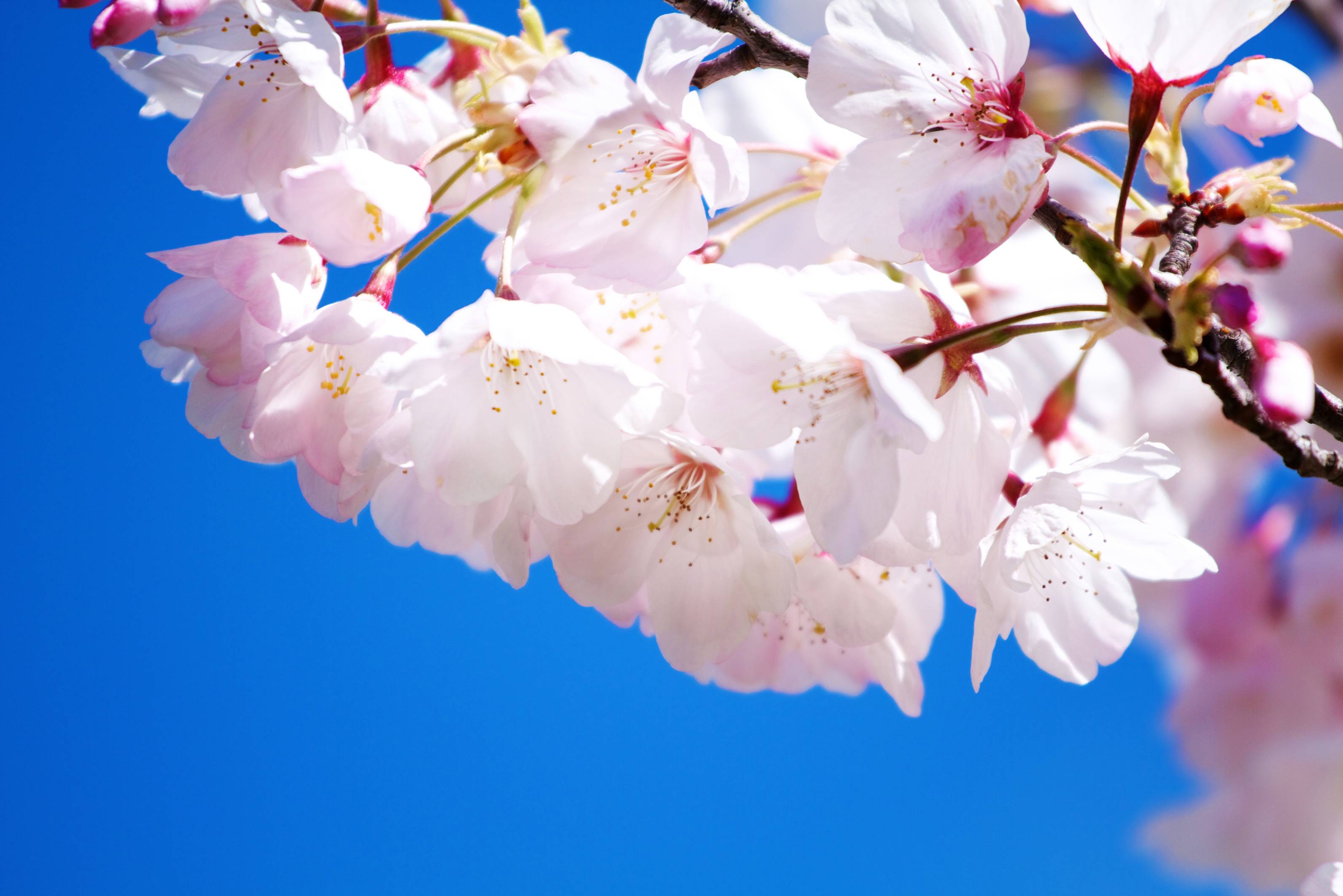 flowers wallpaper free