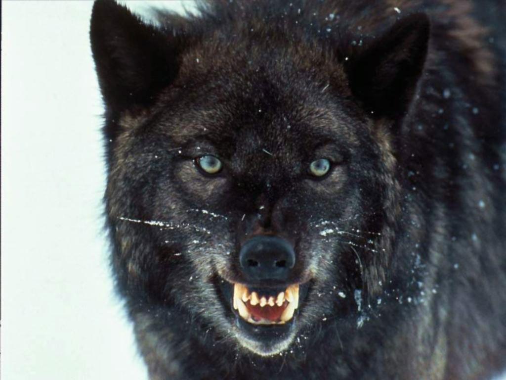 Wallpapers Of Wolfs - Wallpaper Cave