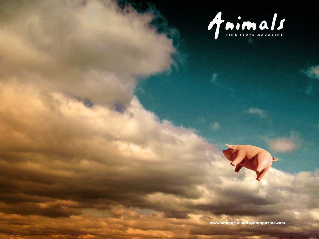 Pink floyd animals pig information