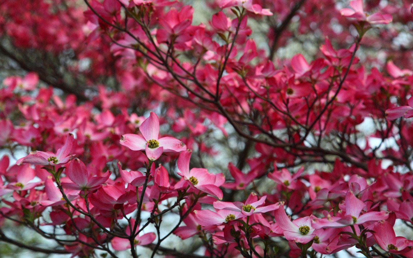 Pink Dogwood Flowers desktop wallpaper