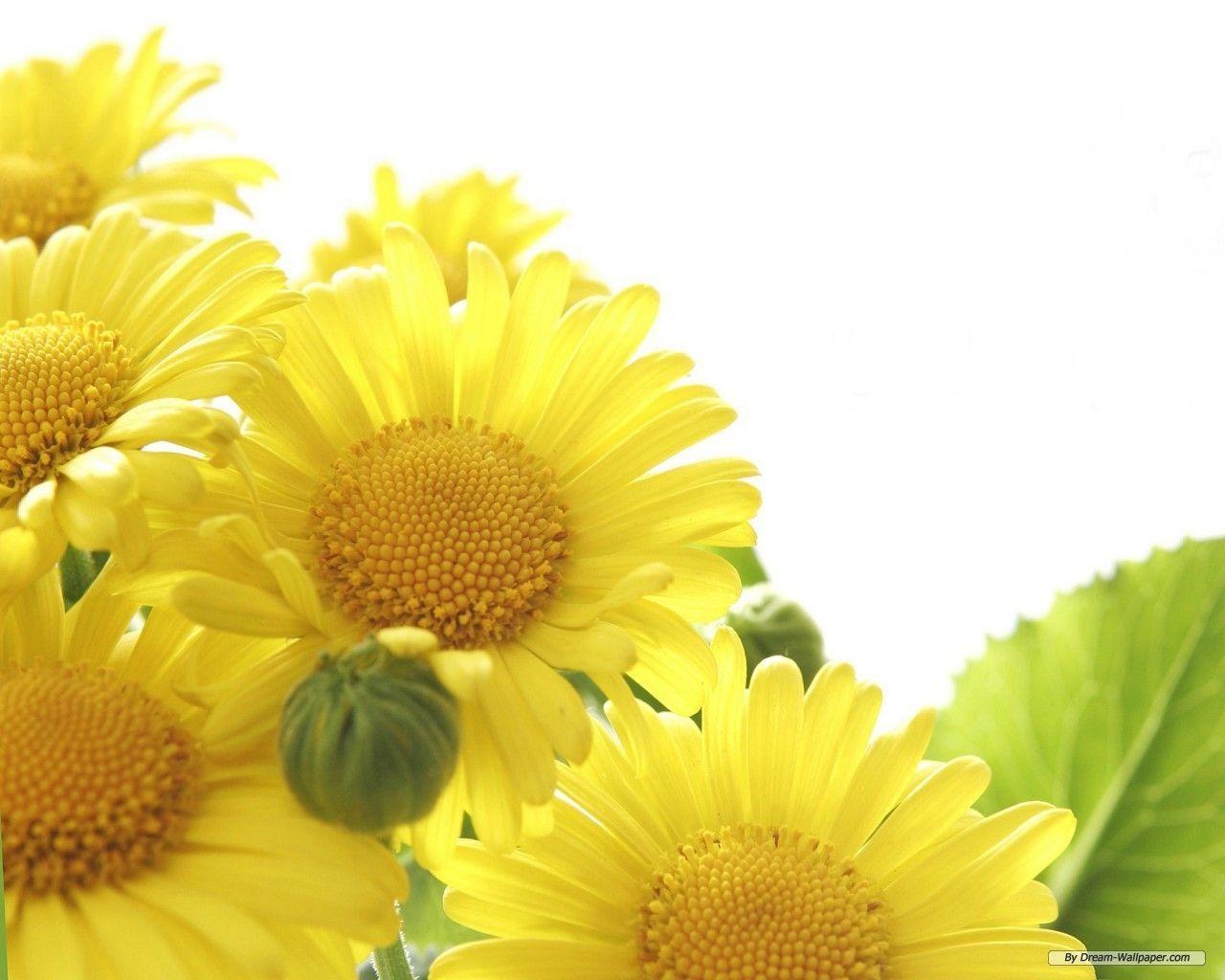 Free Wallpaper Flower wallpaper flowers 3