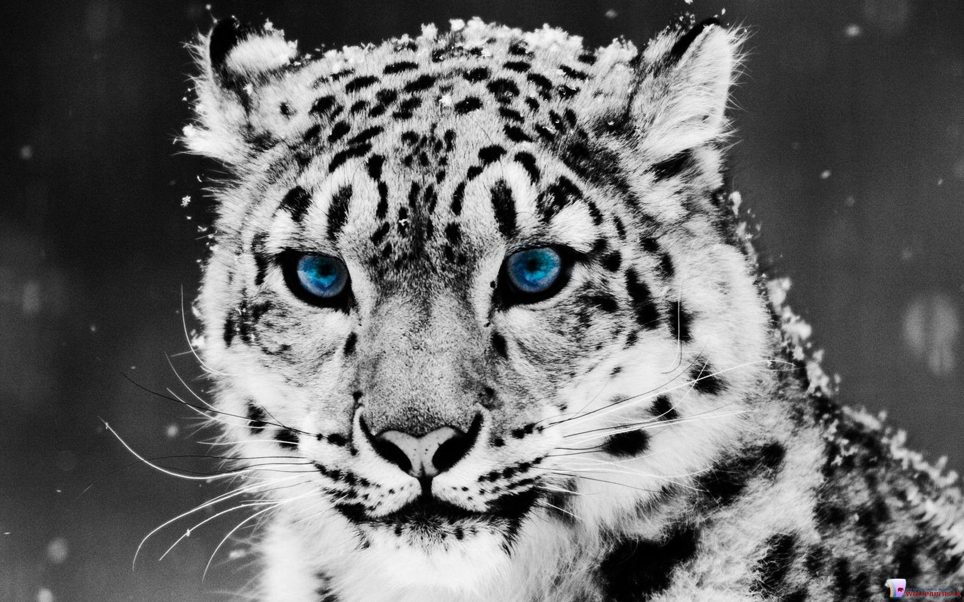 White Tiger Wallpapers 16 Backgrounds