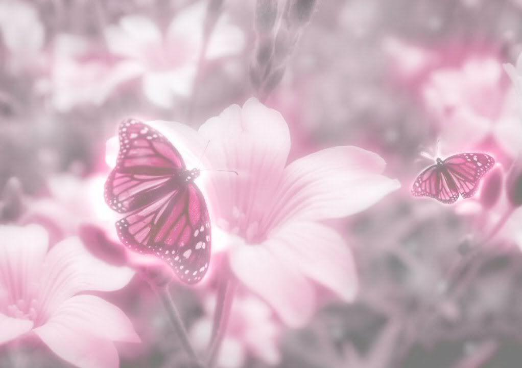 Pink Butterfly Background Photo