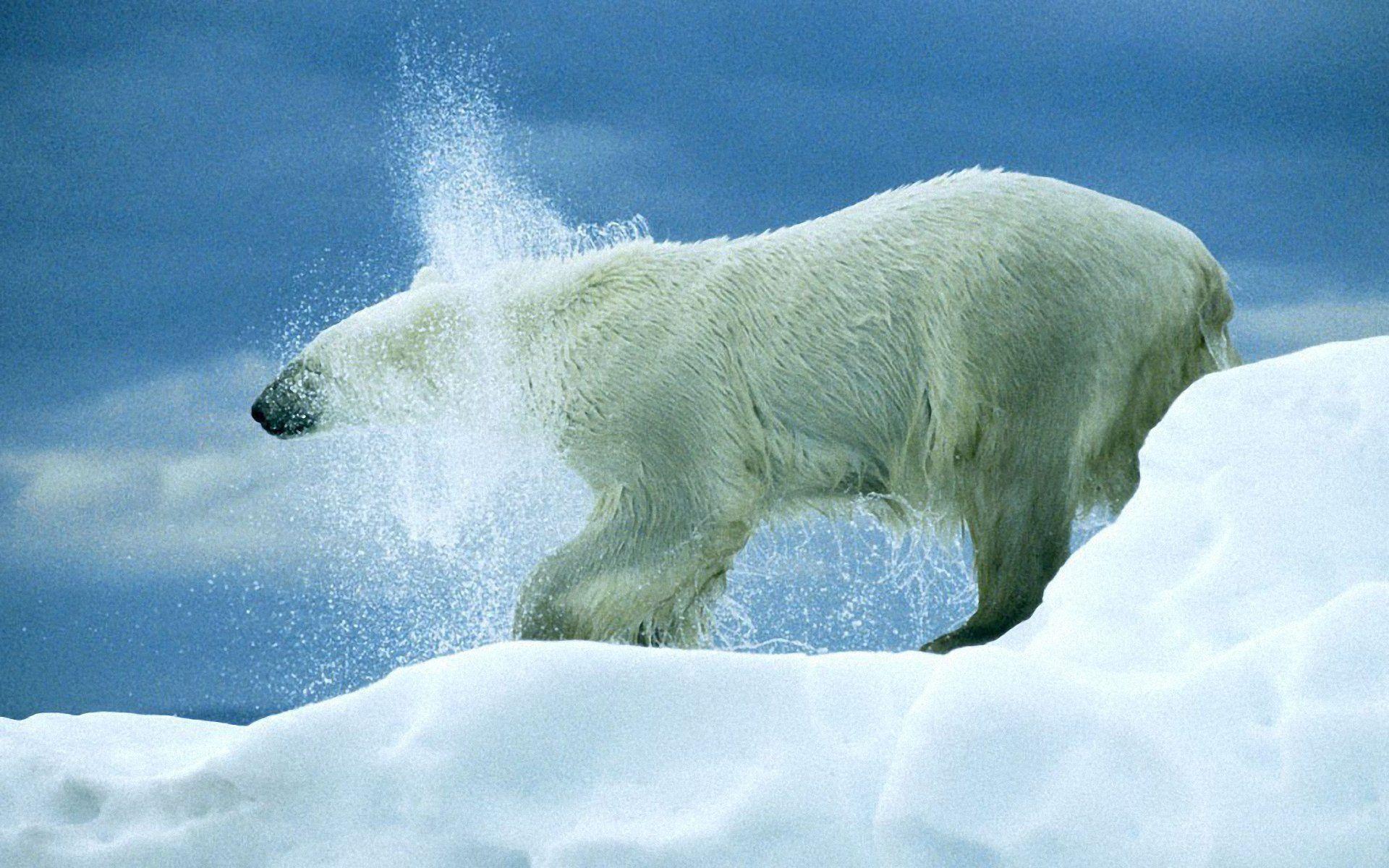 Polar Bear Playing HD Wallpaper