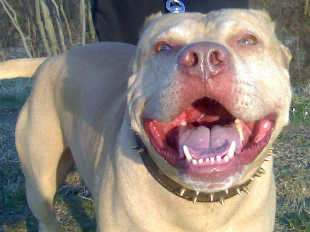 Image For Red Nose Pitbull Female.