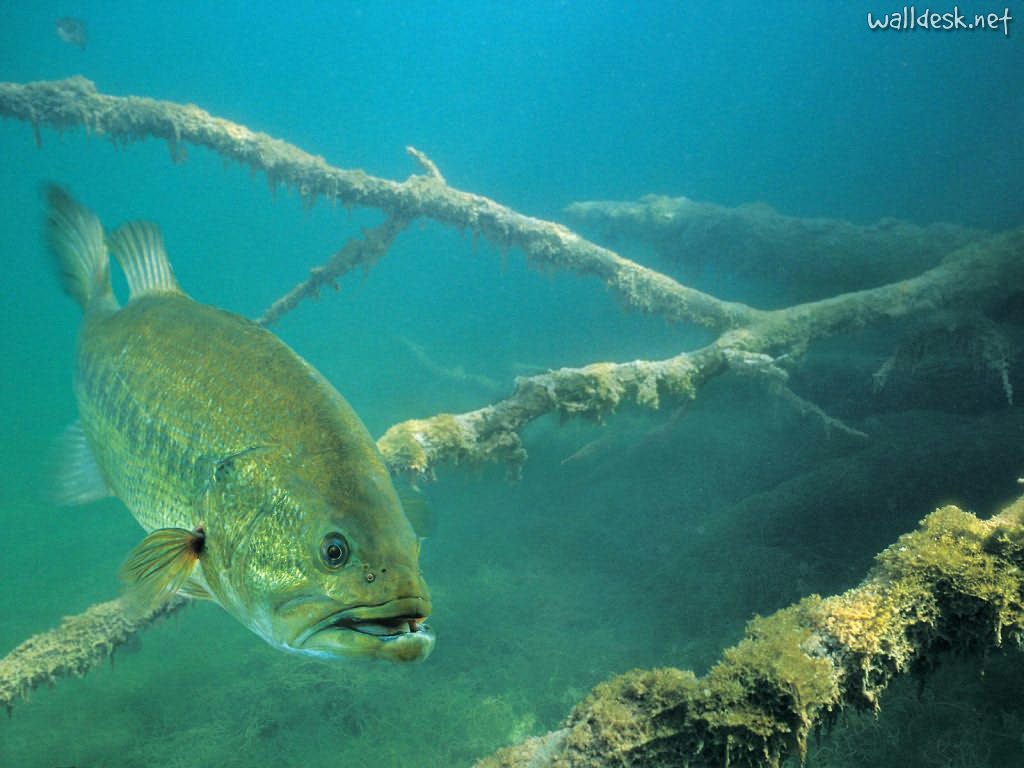Wallpapers For > Largemouth Bass Hd Wallpapers For Desktop