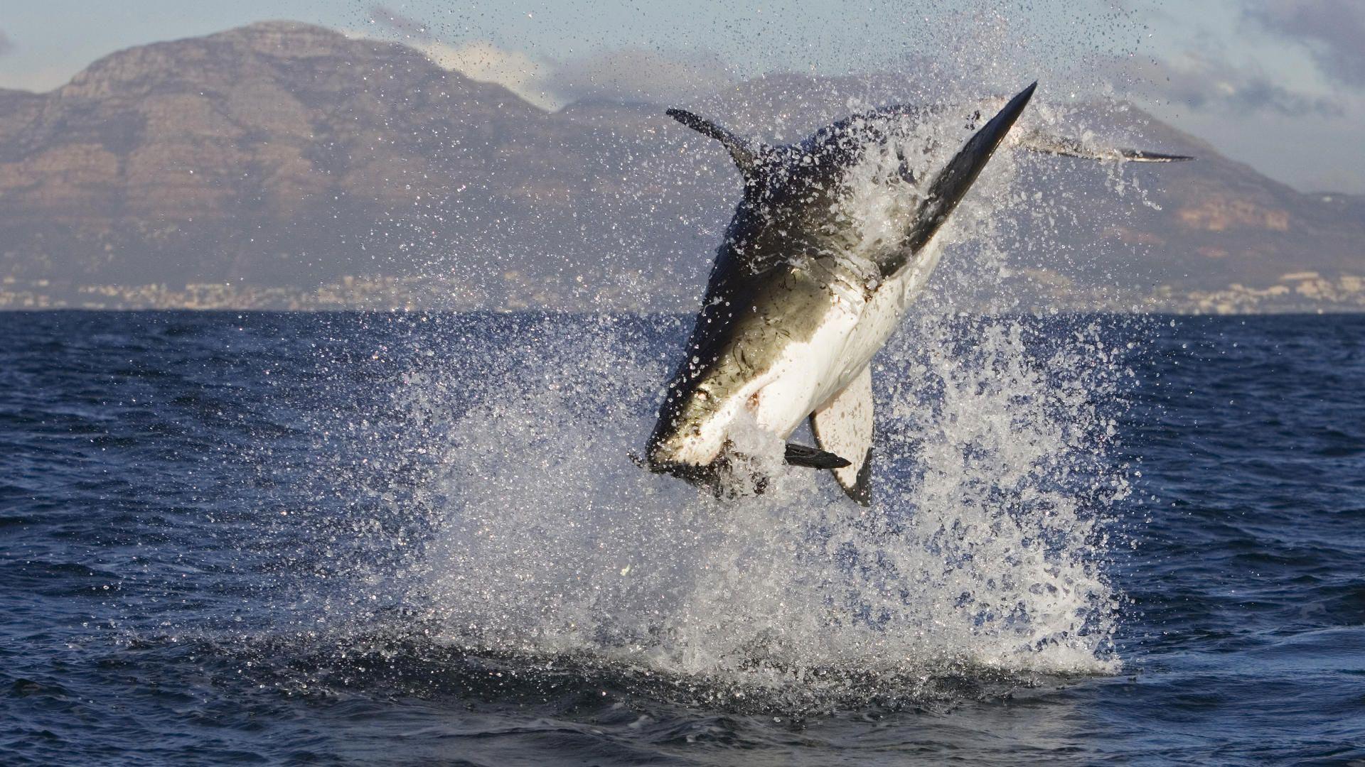 Desktop Wallpaper · Gallery · Animals · Great white shark attacks