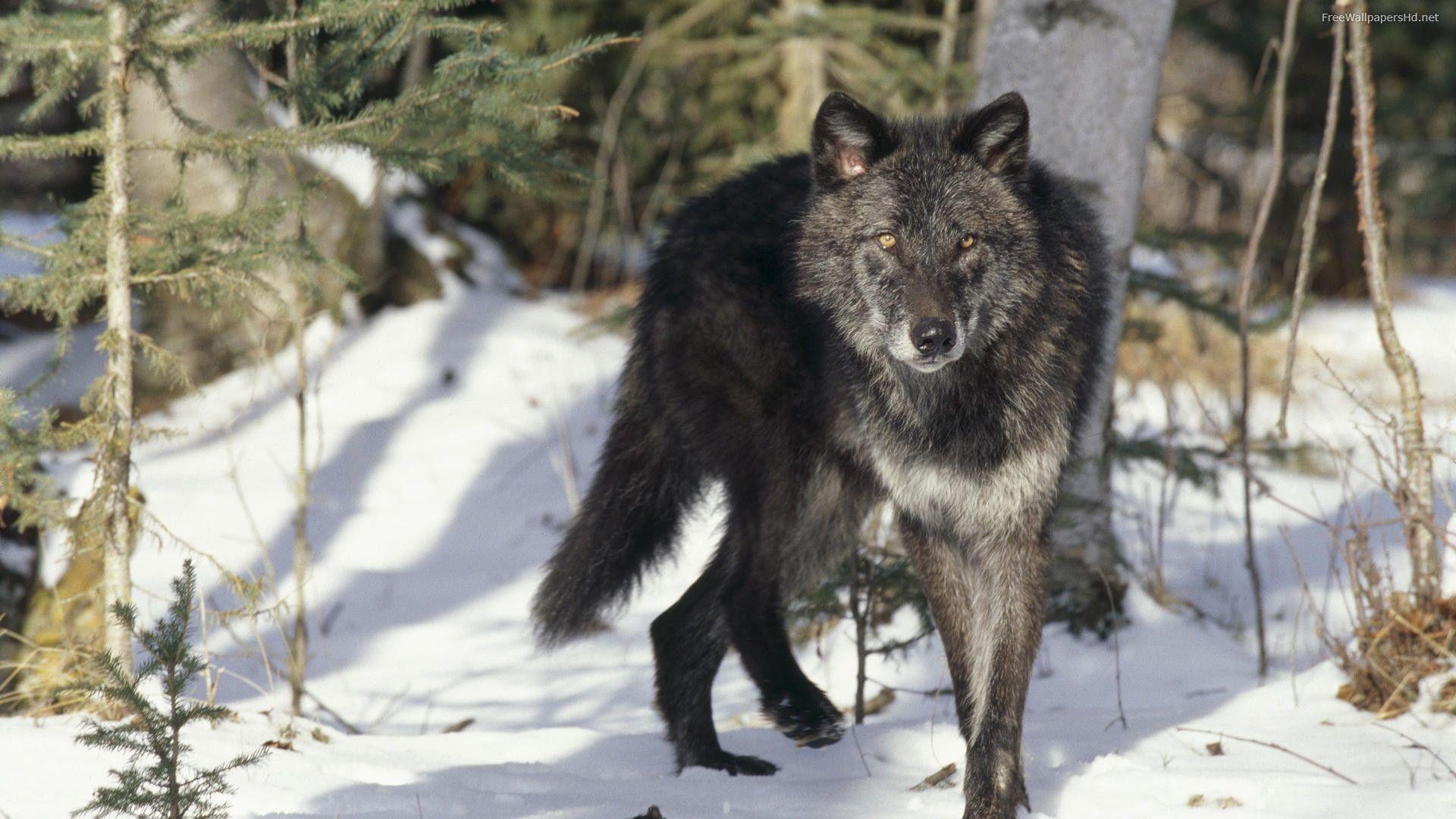 Wallpapers For > Black Wolf Wallpapers Hd
