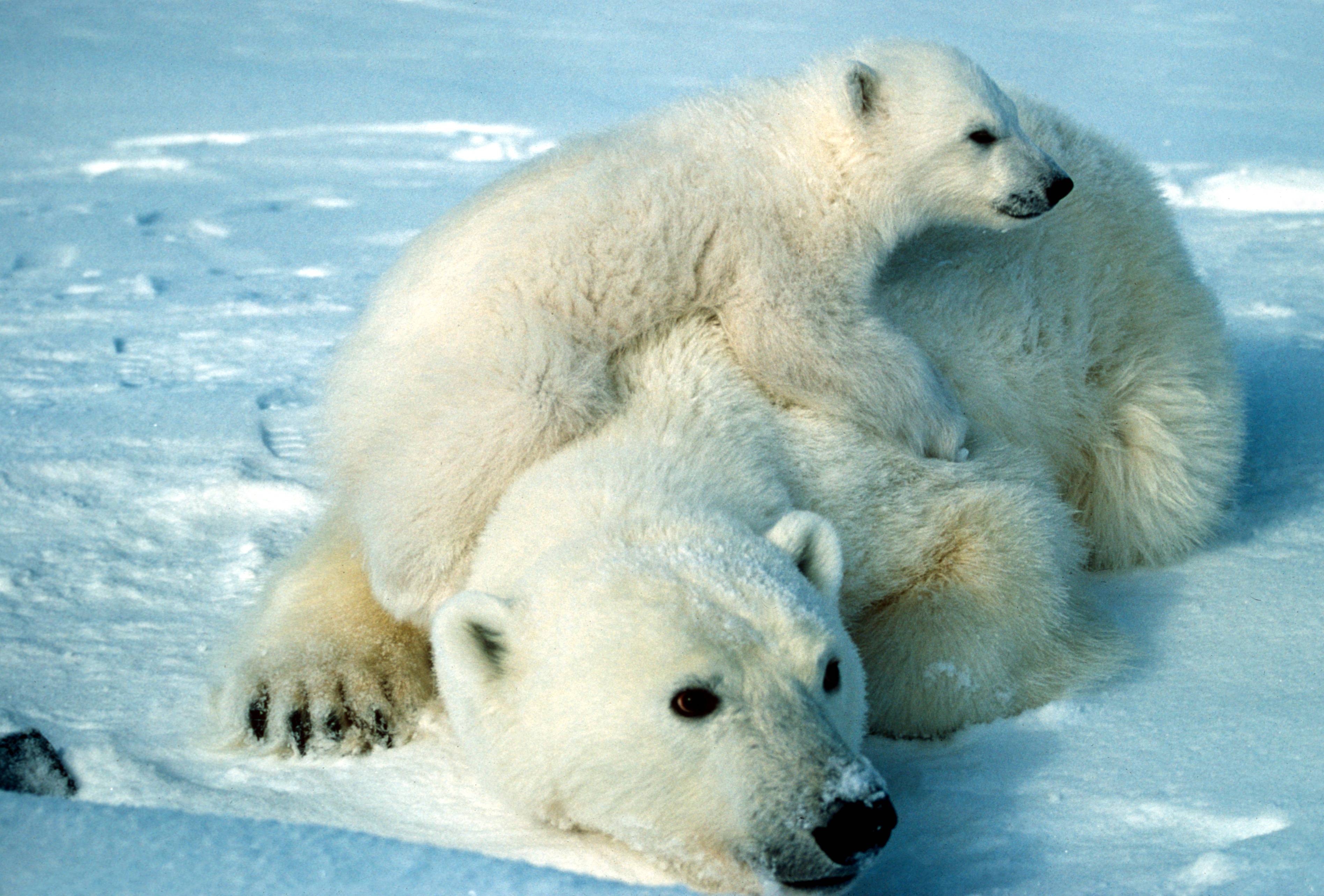 Polar Bears animals wallpaper for Mobile, iPhone, Windows, Desktop